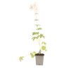 Pied-d'alouette Galahad 20cm Godet 9cm - Delphinium