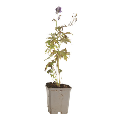 Pied-d'alouette King Arthur 20cm Godet 9cm - Delphinium