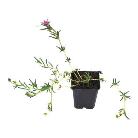 Pourpier vivace cooperi 20cm Godet 9cm - Delosperma