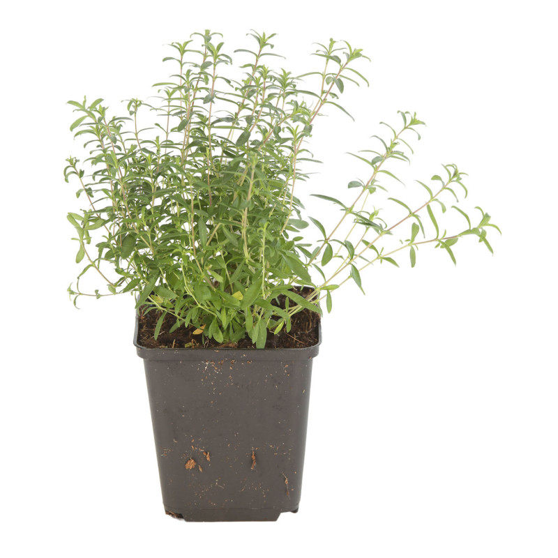 Sabline montana 20cm Godet 9cm - Arenaria