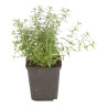Sabline montana 20cm Godet 9cm - Arenaria