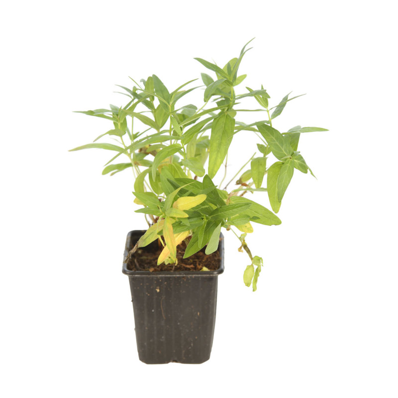 Salicaire salicaria 20cm Godet 9cm - Lythrum