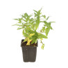 Salicaire salicaria 20cm Godet 9cm - Lythrum