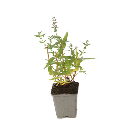 Salicaire salicaria Robert 20cm Godet 9cm - Lythrum