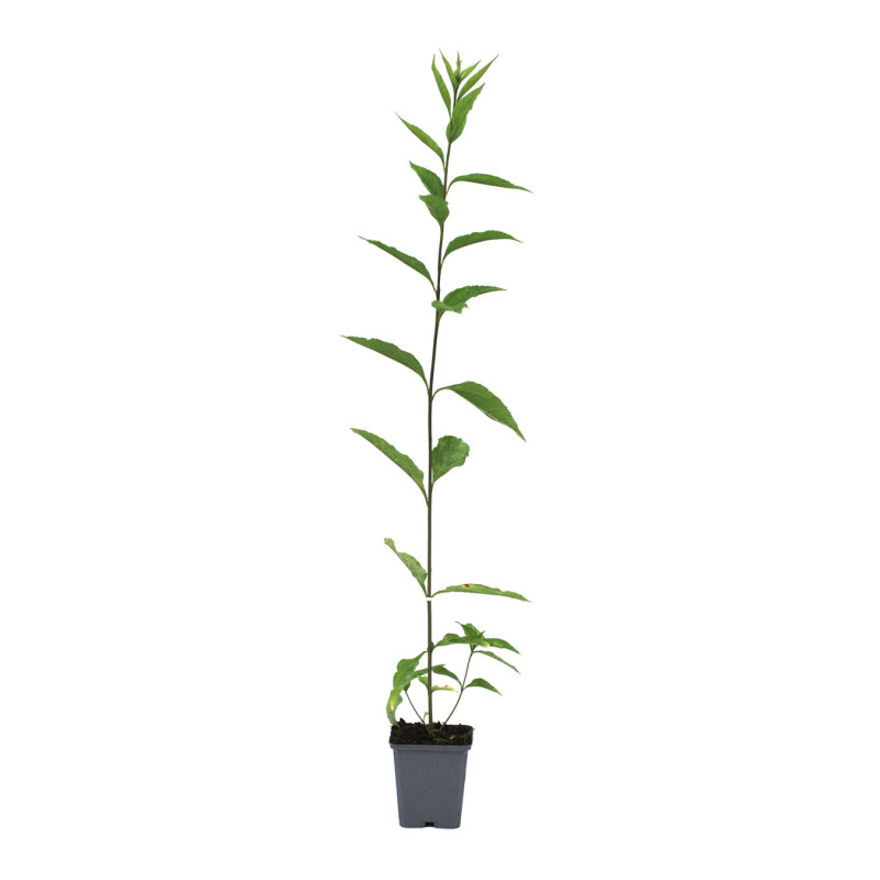 Tournesol vivace Lemon Queen 20cm Godet 9cm - Helianthus