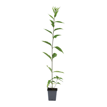 Tournesol vivace Lemon Queen 20cm Godet 9cm - Helianthus