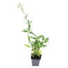 Valériane rouge ruber Albus 20cm Godet 9cm - Centranthus