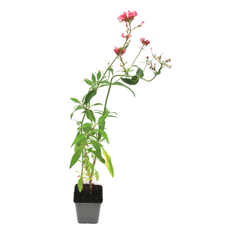Valériane rouge ruber Coccineus 20cm Godet 9cm - Centranthus