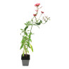 Valériane rouge ruber Coccineus 20cm Godet 9cm - Centranthus