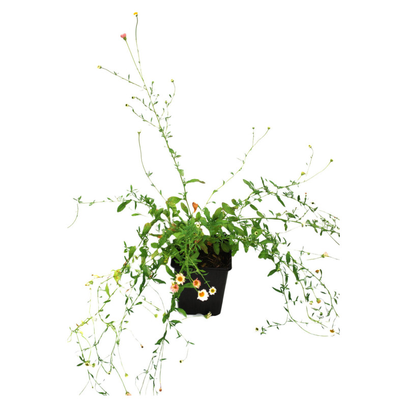 Vergerette karvinskianus 20cm Godet 9cm - Erigeron