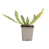 Vipérine vulgare 20cm Godet 9cm - Echium