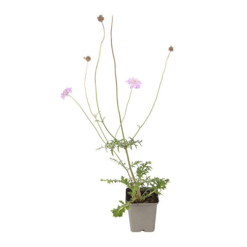 Scabieuse columbaria Butterfly Blue 20cm Godet 9cm - Scabiosa