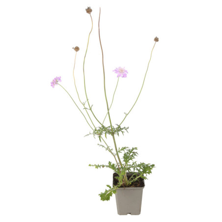 Scabieuse columbaria Butterfly Blue 20cm Godet 9cm - Scabiosa