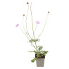 Scabieuse columbaria Butterfly Blue 20cm Godet 9cm - Scabiosa