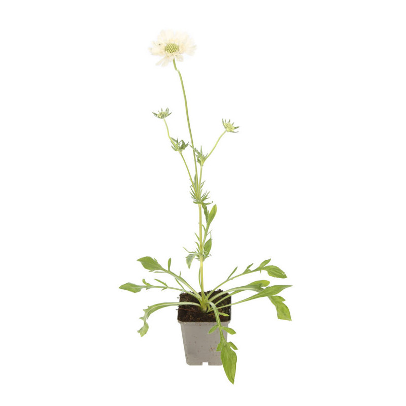 Scabieuse caucasica Alba 20cm Godet 9cm - Scabiosa