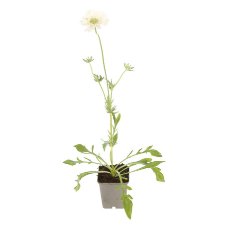 Scabieuse caucasica Alba 20cm Godet 9cm - Scabiosa