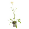 Scabieuse caucasica Alba 20cm Godet 9cm - Scabiosa