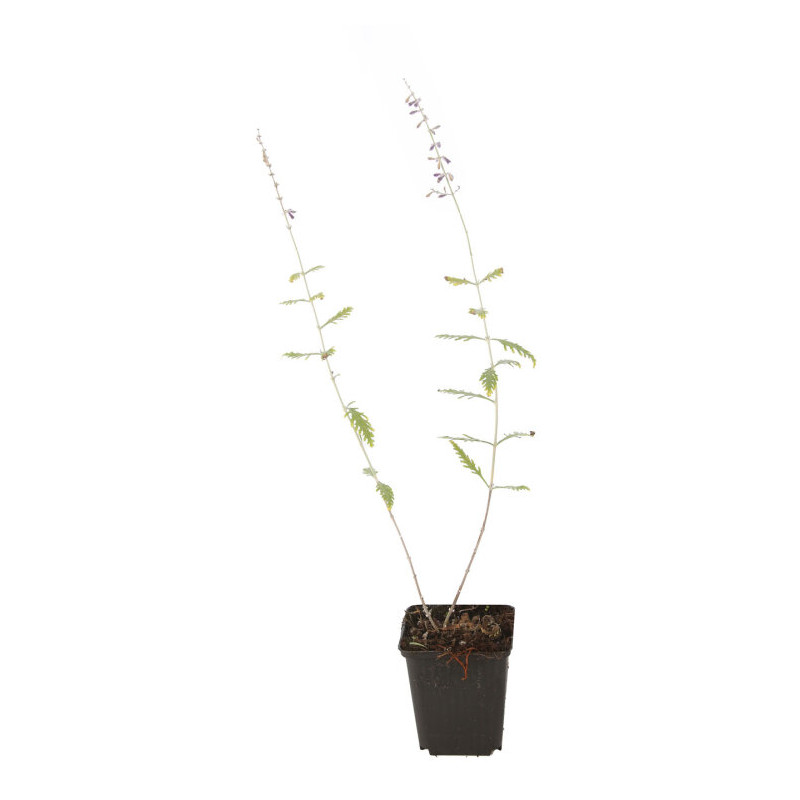 Sauge de Russie Blue Spire 20cm Godet 9cm - Perovskia