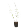 Sauge de Russie Blue Spire 20cm Godet 9cm - Perovskia