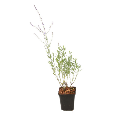 Sauge de Russie atriplicifolia Little Spire 20cm Godet 9cm - Perovskia