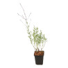 Sauge de Russie atriplicifolia Little Spire 20cm Godet 9cm - Perovskia