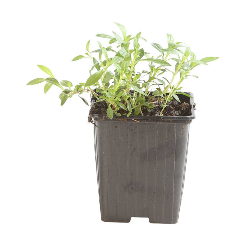 Sarriette montana 20cm Godet 9cm - Satureja