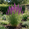 Salicaire salicaria Robert 20cm Godet 9cm - Lythrum