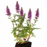 Salicaire salicaria Robert 20cm Godet 9cm - Lythrum