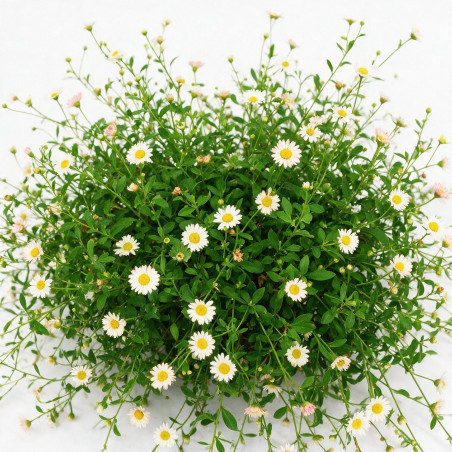 Vergerette karvinskianus 20cm Godet 9cm - Erigeron