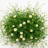 Vergerette karvinskianus 20cm Godet 9cm - Erigeron