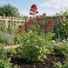 Valériane rouge ruber Coccineus 20cm Godet 9cm - Centranthus 20cm Godet 9cm - Centranthus