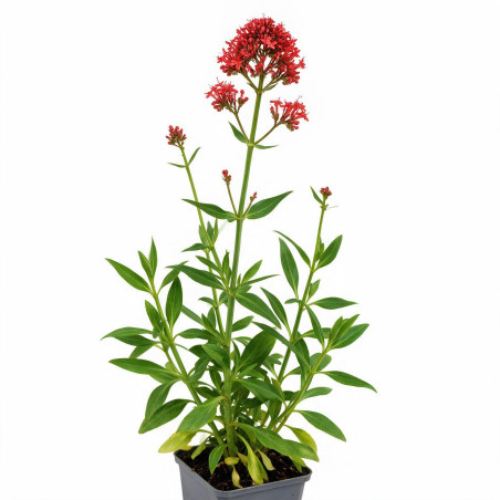 Valériane rouge ruber Coccineus 20cm Godet 9cm - Centranthus 20cm Godet 9cm - Centranthus