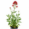 Valériane rouge ruber Coccineus 20cm Godet 9cm - Centranthus 20cm Godet 9cm - Centranthus