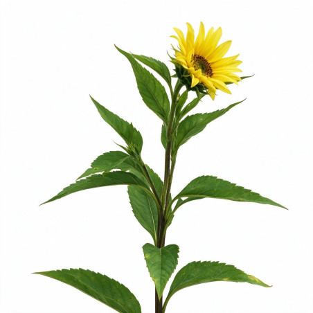 Tournesol vivace Lemon Queen 20cm Godet 9cm - Helianthus