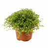 Soleirole soleirolii 20cm Godet 9cm - Soleirolia