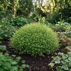 Soleirole soleirolii 20cm Godet 9cm - Soleirolia