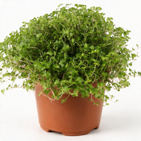 Soleirole soleirolii 20cm Godet 9cm - Soleirolia