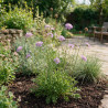 Scabieuse columbaria Butterfly Blue 20cm Godet 9cm - Scabiosa