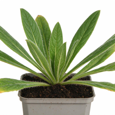 Vipérine vulgare 20cm Godet 9cm - Echium