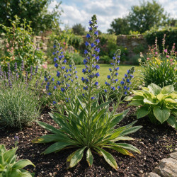 Vipérine vulgare 20cm Godet 9cm - Echium