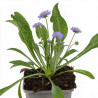 Scabieuse caucasica Perfecta 20cm Godet 9cm - Scabiosa