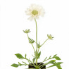Scabieuse caucasica Alba 20cm Godet 9cm - Scabiosa