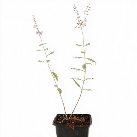 Sauge de Russie Blue Spire 20cm Godet 9cm - Perovskia