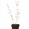 Sauge de Russie Blue Spire 20cm Godet 9cm - Perovskia