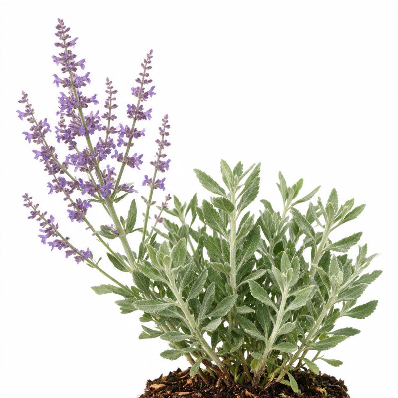 Sauge de Russie atriplicifolia Little Spire 20cm Godet 9cm - Perovskia
