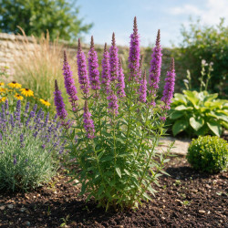 Salicaire salicaria 20cm Godet 9cm - Lythrum