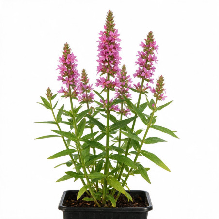 Salicaire salicaria 20cm Godet 9cm - Lythrum
