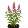 Salicaire salicaria 20cm Godet 9cm - Lythrum