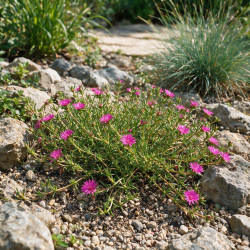 Pourpier vivace cooperi 20cm Godet 9cm - Delosperma