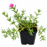 Pourpier vivace cooperi 20cm Godet 9cm - Delosperma